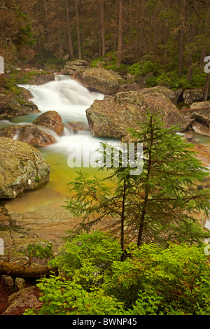 Cascade alpine au cours de l'automne dans les Hautes Tatras Slovaquie Banque D'Images