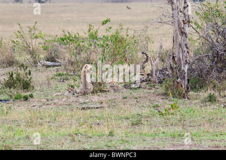 Bébé guépard, Masai Mara, Kenya Banque D'Images