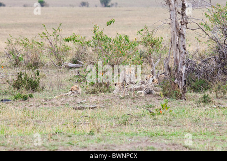 Bébé guépard, Masai Mara, Kenya Banque D'Images