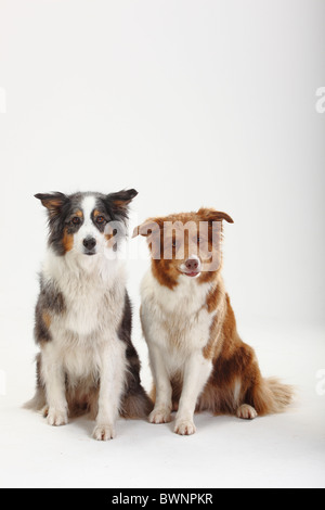 Berger Australien, bleu-merle, et Border Collie Banque D'Images