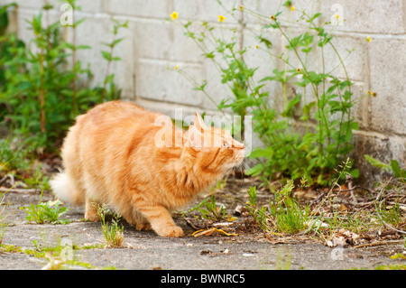 Chat domestique sur le vagabondage dans le jardin patio en désordre, Devon UK Banque D'Images