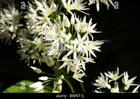 Ramsons Alliaceae Allium ursinum famille bougran également connu sous le nom de l'ail des bois ail à larges feuilles ou Ail Ail des ours Banque D'Images