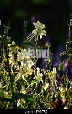 Ancolie blanche fleurs Banque D'Images