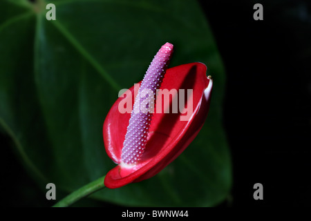 Un plan macro de fleur d'Anthurium rouge et violet contre les fond vert sombre Banque D'Images