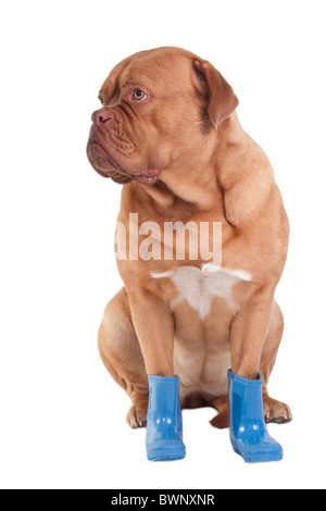 Dogue de Bordeaux avec boot bleu à côté Banque D'Images