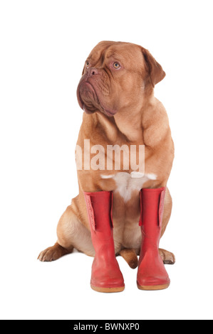 Chien avec sérieux les bottes d'hiver rouge Banque D'Images