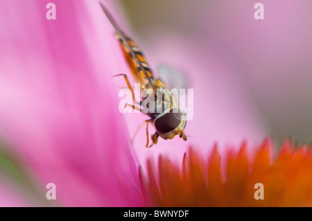 Image en gros plan d'un pisyrphus - Hoverfly balteatus la collecte du pollen sur un cône d'été fleur - Echinacea purpurea. Banque D'Images