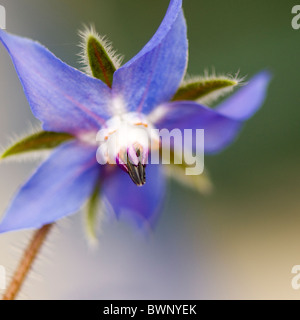 Gros plan de la fleur de bourrache bleu - La trientale boréale - Borago officinalis Banque D'Images