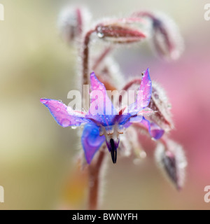 Gros plan de la fleur de bourrache bleu - La trientale boréale - Borago officinalis Banque D'Images
