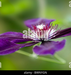 Un seul capitule de Clematis viticella 'Violette' Etiole Banque D'Images