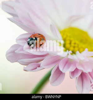 Une septième place Ladybird - Coccinell-7-punctata reposant sur les pétales d'une fleur rose daisy Banque D'Images