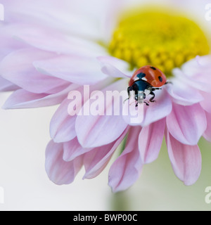 Une septième place Ladybird - Coccinell-7-punctata reposant sur les pétales d'une fleur rose daisy Banque D'Images