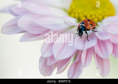 Une septième place Ladybird - Coccinell-7-punctata reposant sur les pétales d'une fleur rose daisy Banque D'Images