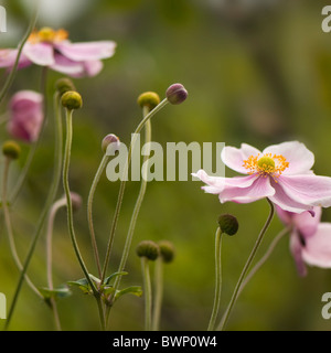 Japanese Anemone fleur rose - Anémone Japonica Banque D'Images