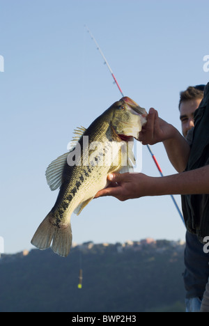 L'Achigan à grande bouche (Micropterus salmoides) capturé et détenu par un pêcheur dans un lac Banque D'Images