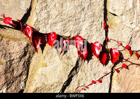 Un tentacule comme Ive de euonymus Banque D'Images