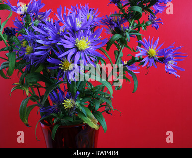 Aster des alpes (Aster alpinus) sur fond rouge Banque D'Images