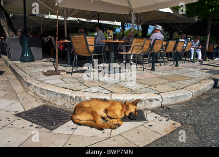 Chien mignon dans la ville de Corfou, Îles Ioniennes Grèce. Banque D'Images
