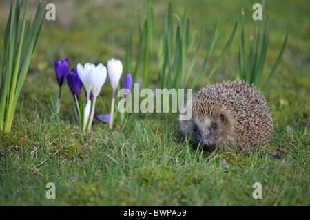 Hérisson d'Europe occidentale (Erinaceus europaeus) Balade en gazon fleuri au printemps (crocus et jonquilles) dans un jardin de ville au printemps Banque D'Images