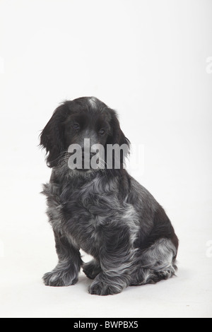 Cocker Anglais, chiot, 10 semaines Banque D'Images