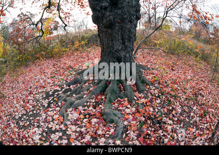 Grand arbre d'érable avec des feuilles tombées autour de racines Banque D'Images