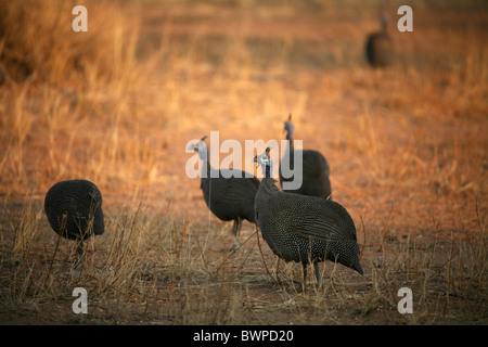 Afrique Namibie Pintade de Numidie Numida meleagris Okonjima Afrique Été 2007 oiseaux oiseaux Banque D'Images