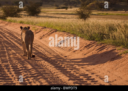 Lionne marche sur chemin de sable dans le désert du Kalahari, le parc transfrontalier de Kgalagadi Gemsbok, Park, Afrique du Sud, Botswana Banque D'Images