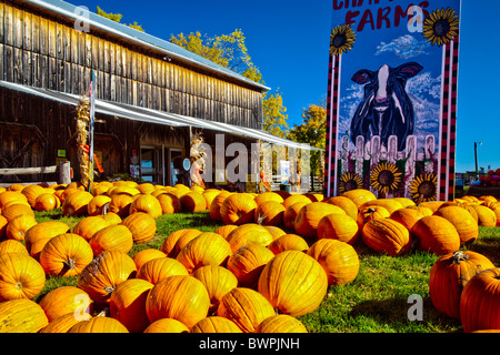 Pumpkins sur l'affichage pour Thanksgiving dans une ferme au nord de Barrie en Ontario;Canada Banque D'Images