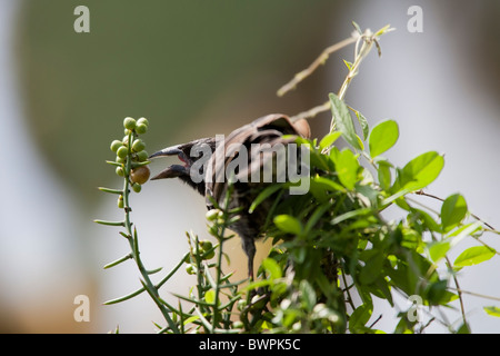 Cactus-Finch commun (Geospiza scandens intermedia), femelle sur l'île Santa Cruz, Galapagos manger un fruit d'un petit arbre. Banque D'Images