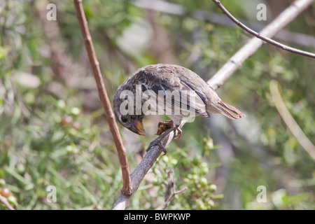 Ground-Finch (Geospiza magnirostris grande), femme de nourriture sur l'île Santa Cruz, Galapagos. Banque D'Images