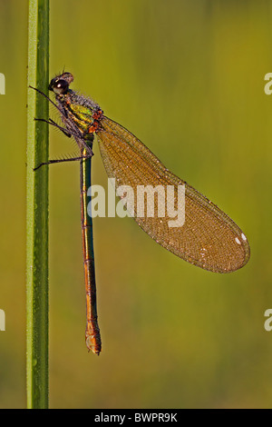 Demoiselle bagués femelle demoiselle Calopteryx splendens Banque D'Images