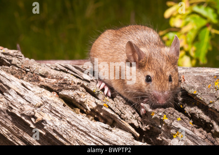 Souris commune, Mus musculus domesticus, l'agouti, gammes de couleur dans le monde entier à l'exception de l'Antarctique ; originaire de l'Asie Banque D'Images