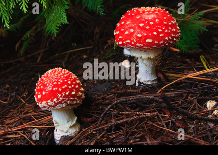 Agaric Fly rouges champignon mushroom Banque D'Images