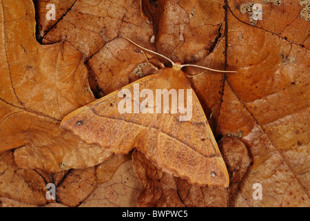 Espèce d'épine à plumes Colotois pennaria insectes camouflage Banque D'Images