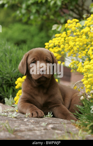 Labrador Retriever chiot Banque D'Images