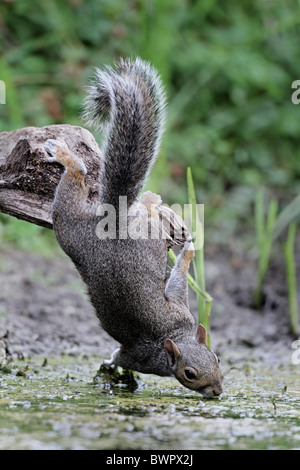 L'Est de l'Écureuil gris gris Sciurus carolinensis potable Banque D'Images