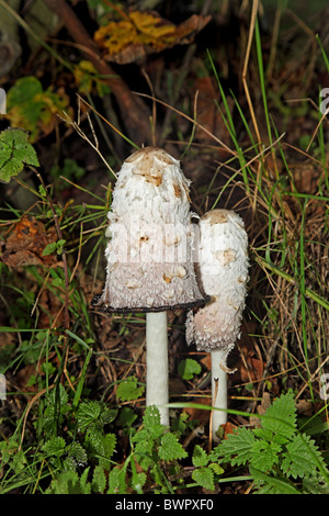 Encre Coprinus comatus hirsute Les Champignons Banque D'Images