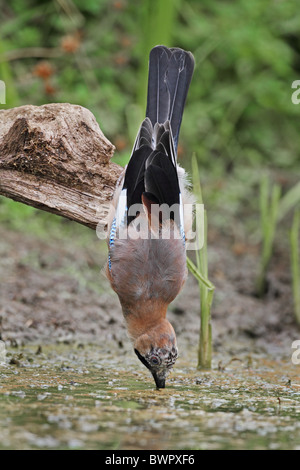 Eurasian Jay Garrulus glandarius oiseau potable Banque D'Images