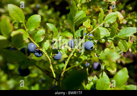 Bleuets mûrs ( Vaccinium myrtillus ) , Finlande Banque D'Images