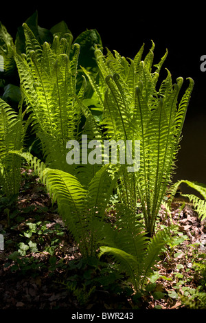 Au printemps, un Scaly Fougère mâle (Dryopteris affinis) dans un jardin (France). Fougère dryopteris dans un jardin au printemps (France). Banque D'Images