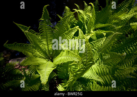 Au printemps, un Scaly Fougère mâle (Dryopteris affinis) dans un jardin (France). Fougère dryopteris dans un jardin au printemps (France). Banque D'Images