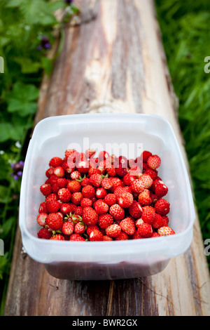 Fraises sauvages fraîchement cueillies ( Fragaria vesca ) , Finlande Banque D'Images