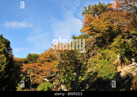Ciel bleu lumineux, de hêtres du sud de l'automne sur une colline escarpée, côté sud Brazo Rico, le Glacier Perito Moreno, les Andes Banque D'Images