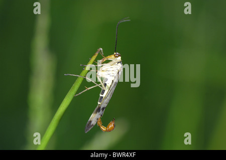 (Panorpa communis commun scorpionfly) mâle sur l'herbe au printemps Banque D'Images