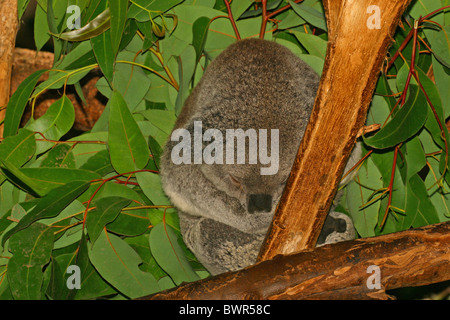 Le Koala (Phascolarctos cinereus) est un marsupial arboricole herbivore originaire de l'Australie Banque D'Images