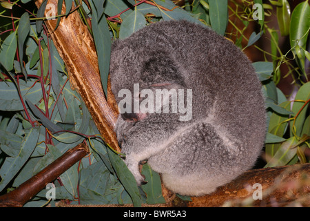 Le Koala (Phascolarctos cinereus) est un marsupial arboricole herbivore originaire de l'Australie Banque D'Images