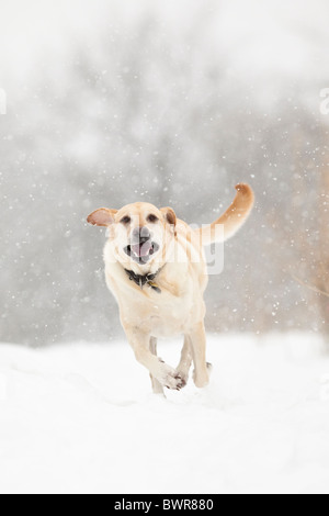 Yellow Labrador Retriever chien qui court dans la neige Banque D'Images