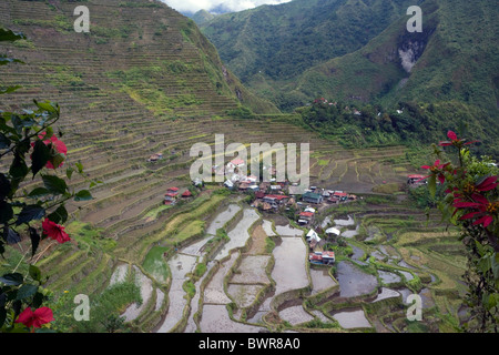 Les terrasses de riz de Banaue aux Philippines l'île de Luzon Cordillera District près de la ville de Baguio Rice Novembre 2007 Asie fie Banque D'Images