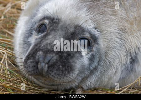 Phoque gris (Halichoerus grypus) - Petit portrait - UK Banque D'Images