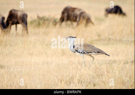 Une outarde Kori sauvages dans le Masai Mara au Kenya. Banque D'Images